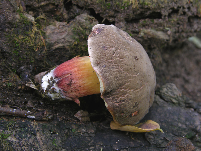 Fungo da determinare 25. (cfr. Xerocomus chrysenteron)